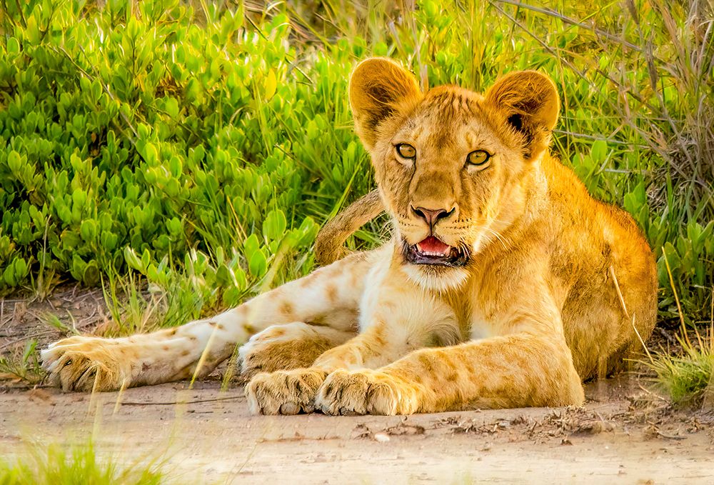Samburu National Preserve, Kenya. Portrait of lioness resting in the shade.